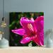 Latitude Run® Pink Flower In Tilt Shift Lens 6 - 1 Piece Rectangle Graphic Art Print On Wrapped Canvas in Green/Pink | 12 H x 12 W x 2 D in | Wayfair