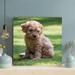 Latitude Run® Poodle Puppy On Green Grass Field During Daytime - 1 Piece Rectangle Graphic Art Print On Wrapped Canvas in Brown | Wayfair