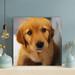 Latitude Run® Golden Retriever Puppy On Focus Photo - 1 Piece Rectangle Graphic Art Print On Wrapped Canvas Canvas | 12 H x 12 W x 2 D in | Wayfair