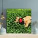 Latitude Run® Brown Short Coated Dog Lying On Green Grass Field During Daytime - 1 Piece Rectangle Graphic Art Print On Wrapped Canvas | Wayfair