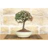 Pollice Verde - Bonsai di Cotoneaster Microphylla (78)