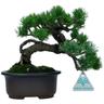 Pinus Pentaphylla - Pino - 19 cm