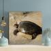 Bayou Breeze Black & Brown Turtle On White Sand 1 - 1 Piece Square Graphic Art Print On Wrapped Canvas in Brown/Gray | 32 H x 32 W x 2 D in | Wayfair