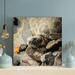 Bayou Breeze Black & Brown Turtle On Gray Rock 1 - 1 Piece Square Graphic Art Print On Wrapped Canvas in Black/Brown | 32 H x 32 W x 2 D in | Wayfair