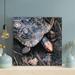 Bayou Breeze Black & Brown Turtle On Brown Soil 1 - 1 Piece Square Graphic Art Print On Wrapped Canvas Metal in Gray | 32 H x 32 W x 2 D in | Wayfair
