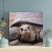Bayou Breeze And Black Turtle On Sand During Daytime 6 - 1 Piece Square Graphic Art Print On Wrapped Canvas in Brown | 12 H x 12 W x 2 D in | Wayfair