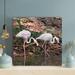 Bayou Breeze Pair Of Pretty Pink Flamingos In The Water - Wrapped Canvas Painting Canvas in Pink/White | 12 H x 12 W x 2 D in | Wayfair