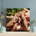 Latitude Run® Brown & Black Snake On Persons Hand - Wrapped Canvas Painting Canvas in Black/Brown | 12 H x 12 W x 2 D in | Wayfair