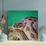Latitude Run® Brown & Black Snake On Brown Rock 7 - Wrapped Canvas Painting Canvas in Black/Brown/Green | 12 H x 12 W x 2 D in | Wayfair