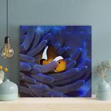 Rosecliff Heights Clown Fish On Brown Coral Reef 1 - 1 Piece Square Graphic Art Print On Wrapped Canvas Metal in Blue | 32 H x 32 W x 2 D in | Wayfair