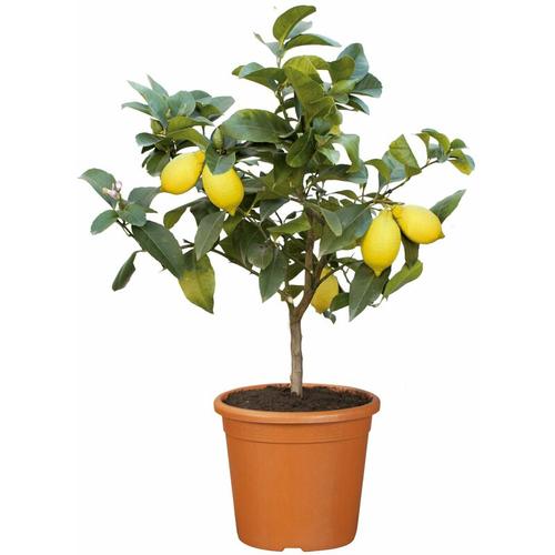 Pflanzen Kölle - Zitronenbaum, Stamm, Topf-Ø 20 cm, Höhe ca. 60 cm