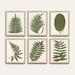 Fern Leaf Sage Art - Print III, 36" X 28" - Ballard Designs 36" X 28" - Ballard Designs