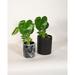 Upshining Live Plant Monstera w/ Ceramic Planter Pots 5" White/6" Marble in Black | 8 H x 5 D in | Wayfair 4M-CDbmCSb