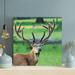 Loon Peak® Brown Deer On Green Grass Field During Daytime 78 - 1 Piece Square Graphic Art Print On Wrapped Canvas in Brown/Green | Wayfair
