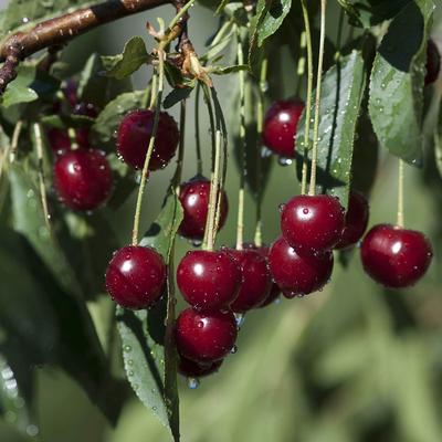 Cherry Bush 'Porthos' Prunus Avium 3L