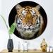 Latitude Run® Portrait Of Adult Tiger Portrait Of Adult Tiger - Unframed Photograph on Metal in Black/Orange/White | 23 H x 23 W x 1 D in | Wayfair