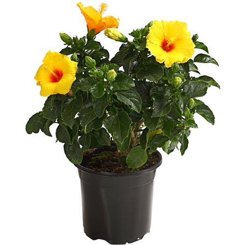 Dehner Hibiskus, Busch mit Trichterblüten, ca. 40-50 cm, Ø Topf 17 cm, Zierstrauch