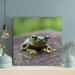 Gracie Oaks Green Frog On Brown Tree Trunk - 1 Piece Square Graphic Art Print On Wrapped Canvas in Brown/Gray/Green | 12 H x 12 W x 2 D in | Wayfair