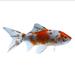 Shubunkin Goldfish (Carassius auratus) - Medium