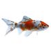 Shubunkin Goldfish (Carassius auratus) - Small