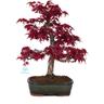 Deshojo - acero - 42 cm - Acer Palmatum