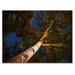 East Urban Home Low Angle View of the Trees w/ a Walkway - Print on Canvas Plastic in Brown/Green | 34 H x 44 W x 1.5 D in | Wayfair