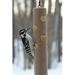 Birds Choice Suet Log Feeder in Tan Recycled Plastic Plastic in Brown | 9 H x 3 W x 3 D in | Wayfair SNLOG