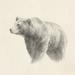 Loon Peak® Western Bear Study Canvas | 20 H x 20 W x 1.25 D in | Wayfair EC366D0C5256434DB915E515D041FF4C