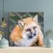 Loon Peak® Brown & White Fox On Gray Floor During Daytime - 1 Piece Square Graphic Art Print On Wrapped Canvas in Brown/White | Wayfair