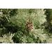 9 Ft. Buffalo Fir Slim Artificial Christmas Tree with Multi-Color LED String Lighting - Fraser Hill Farm FFBF090-6SN