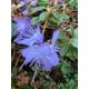 Dwarf Purple Rhododendron 2 Litre Pot (Free UK Postage)