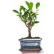 Ficus Retusa (Fig) Bonsai Tree Broom Style - supplied with ceramic drip tray .