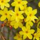 Jasminum Nudiflorum - Winter Flowering Garden Climber