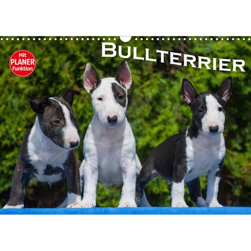 Bullterrier (Wandkalender 2023 Din A3 Quer)