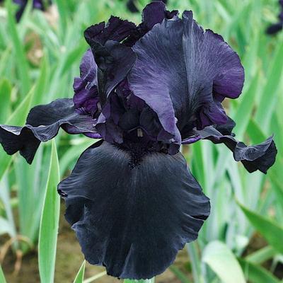 Blackwater Bearded Iris