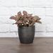 Thorsen's Greenhouse Live Pink Fittonia Nerve Plant in Classic Pot in Gray | 6 H x 4 D in | Wayfair 4 Pink Fittonia-core-bs