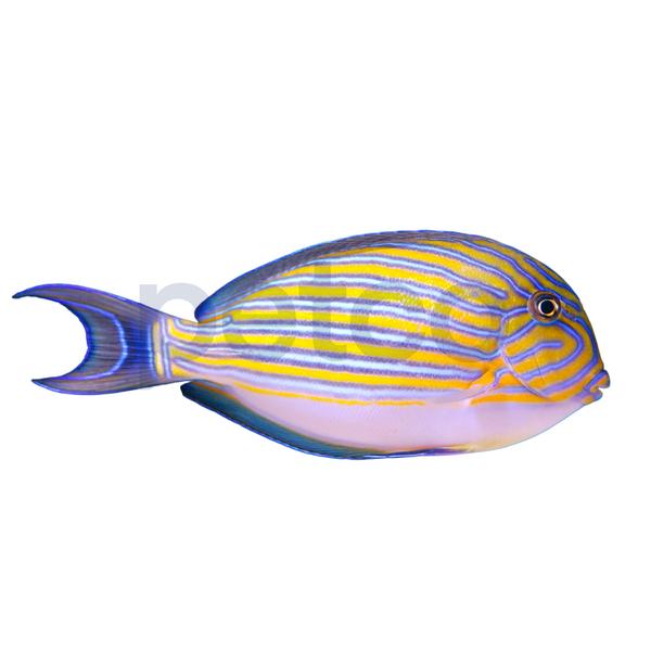 clown-tang--acanthurus-lineatus----medium/