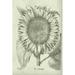Rosalind Wheeler Fresco Sunflower I Canvas | 18 H x 12 W x 1.25 D in | Wayfair C798036ED50A40C181EA02F4F28C2405