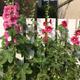 Hollyhocks or Alcea rosea (Mixed Colours) Sold As Roots to Plant Yourself (Free UK postage)