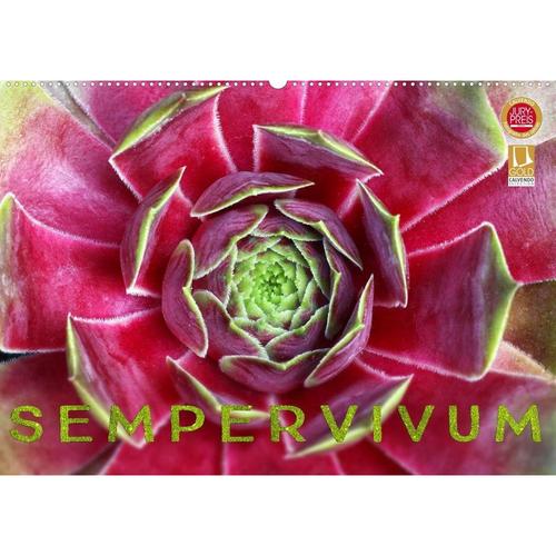 Sempervivum - Hauswurz (Wandkalender 2023 DIN A2 quer)