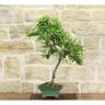 Pollice Verde - Bonsai di Cotoneaster Lacteus (1)