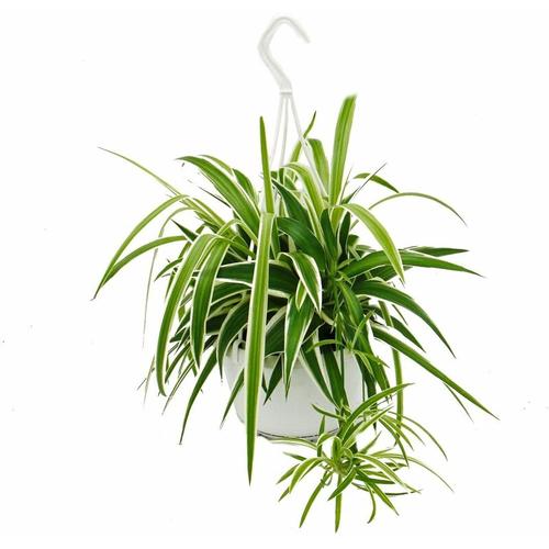 Exotenherz - Chlorophytum, Grünlilie, Ampelpflanze 15cm Topf