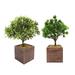 Loon Peak® Artificial Bonsai Tree In Wooden Pot Set Wood/Plastic in Brown | Wayfair AFC71877925B4BBE90EB864C1AD921E9