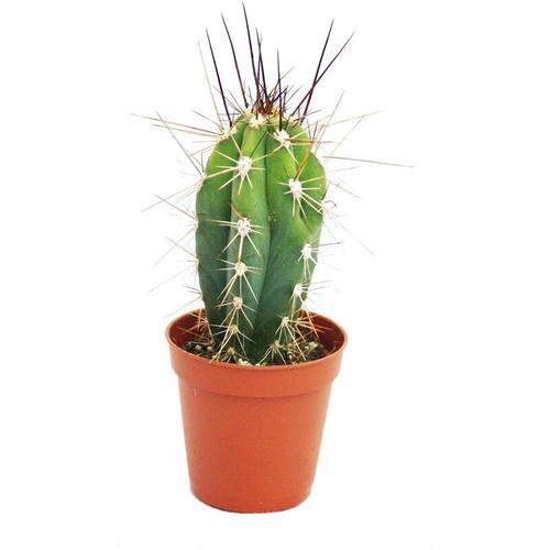 Stetsonia coryne - Nähnadel-Kaktus - 5,5cm Topf