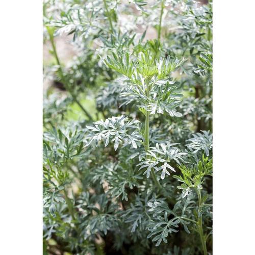 Pflanzen-für-dich.de - Beifuß Artemisia vulgaris p 0,5