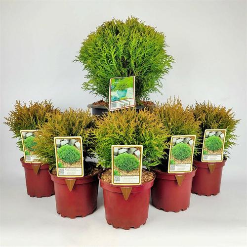 Pflanzen Kölle - Kugel-Lebensbaum, 6er-Mix Set, 5x Topf 2 Liter + 1x Topf 8,7 Liter