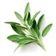 Herb Plants - Sage 'English' - 6 x Plug Plant Pack