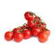 Tomato Plants - Ailsa Craig - 6 x Plug Plant Pack