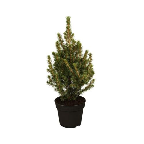 Zuckerhut-Fichte 'Conica' Picea glauca 'Conica' 1L 15- 20