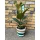 Rubber plant- ficus elastica - house plant indoor and outdoor - gift - ever green low Maintanance plant